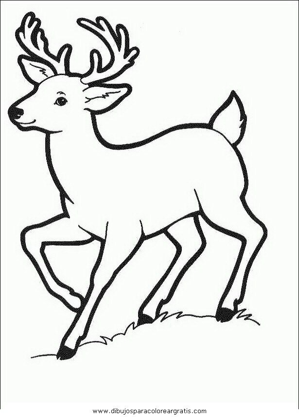 animales/animales_varios/venado_venados_1.JPG