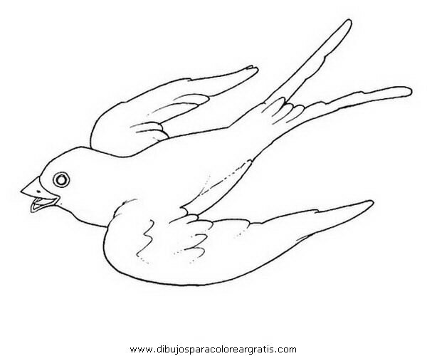 animales/pajaros/golondrinas_1.JPG