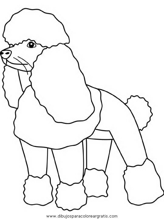 animales/perros/poodle.JPG