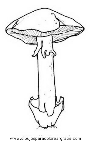 naturaleza/otono/hongo_hongos_34.JPG