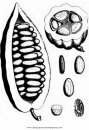 alimentos/fruta/cacao_1.JPG