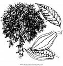 alimentos/fruta/cacao_3.JPG
