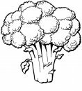 alimentos/verdura/brocoli_01.JPG