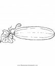alimentos/verdura/cucumber_cetriolo.JPG