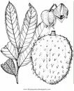 alimentos/verdura/guanabana_2.JPG