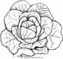 alimentos/verdura/lechuga_1.JPG
