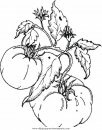 alimentos/verdura/tomatoes_pomodori.JPG