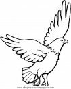animales/aguilas/aguila_aguile_2.JPG