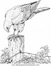animales/aguilas/aguila_aguile_4.JPG