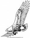 animales/aguilas/aguila_aguile_5.JPG