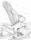animales/aguilas/aguila_aguile_7.JPG
