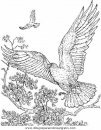 animales/aguilas/aguila_aguile_8.JPG