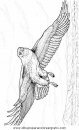 animales/aguilas/aguila_aguile_9.JPG