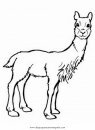 animales/animales_varios/Vicuna.JPG