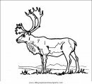 animales/animales_varios/animales_varios_001.JPG
