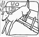 animales/animales_varios/animales_varios_060.JPG