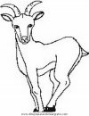 animales/animales_varios/animales_varios_101.JPG