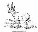 animales/animales_varios/animales_varios_115.JPG