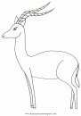 animales/animales_varios/antilope_impala2.JPG