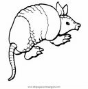 animales/animales_varios/armadillo.JPG
