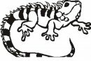 animales/animales_varios/camaleon_1.JPG