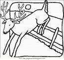 animales/animales_varios/ciervo_4.JPG