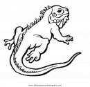 animales/animales_varios/iguana_iguanas_15.JPG