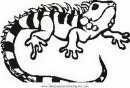 animales/animales_varios/iguana_iguanas_16.JPG
