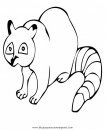 animales/animales_varios/mapache_4.JPG