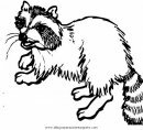 animales/animales_varios/mapache_6.JPG