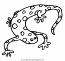 animales/animales_varios/salamandra_2.JPG