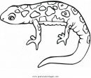 animales/animales_varios/salamandra_7.JPG