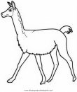 animales/animales_varios/vicuna_2.JPG