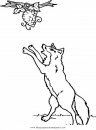 animales/animales_varios/zorra_1.JPG