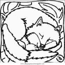 animales/animales_varios/zorra_5.JPG