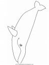 animales/ballenas/ballena_ballenas_01.JPG