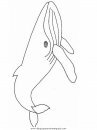 animales/ballenas/ballena_ballenas_02.JPG