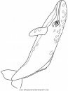 animales/ballenas/ballena_ballenas_05.JPG
