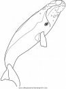 animales/ballenas/ballena_ballenas_21.JPG