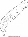 animales/ballenas/ballena_ballenas_22.JPG