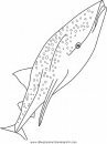 animales/ballenas/ballena_ballenas_23.JPG