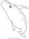 animales/ballenas/ballena_ballenas_24.JPG