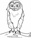 animales/buhos/buhos_01.JPG