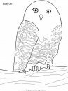 animales/buhos/buhos_02.JPG