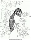 animales/buhos/buhos_12.JPG