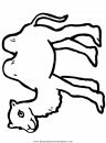 animales/camellos/camellos_03.JPG