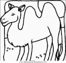 animales/camellos/camellos_14.JPG