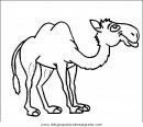 animales/camellos/camellos_15.JPG