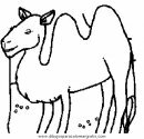 animales/camellos/camellos_17.JPG