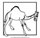 animales/camellos/camellos_18.JPG